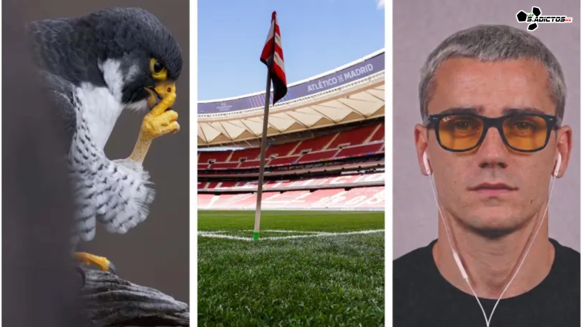 Atlético de Madrid se burla del Barcelona con memes de LeBron James y el video del "perro león" tras eliminarlos de la Champions